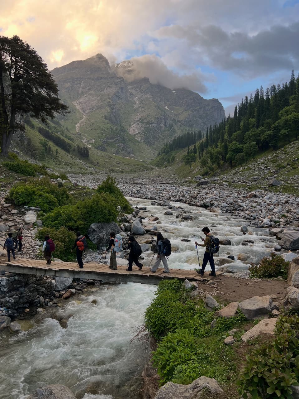 Traveller walking through a grazing field of sheep in Tosh, Himachal Pradesh